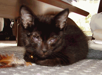 c0136736_14433950.gif