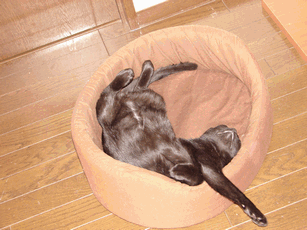 c0136736_14455119.gif