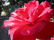 f0000644_2292773.jpg