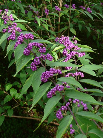 c0057946_1857589.jpg