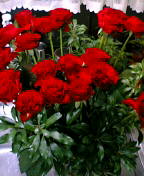 f0009863_1713345.jpg