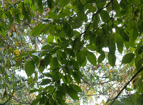 c0011365_153825.jpg