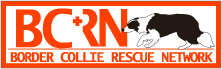 ボーダーコリーレスキューネットワーク(BCRN) ボーダーコリーレスキューネットワーク(BCRN)