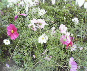 e0017290_155146.jpg