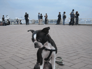 e0080117_21122877.gif