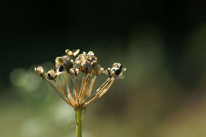 d0089024_9382451.jpg