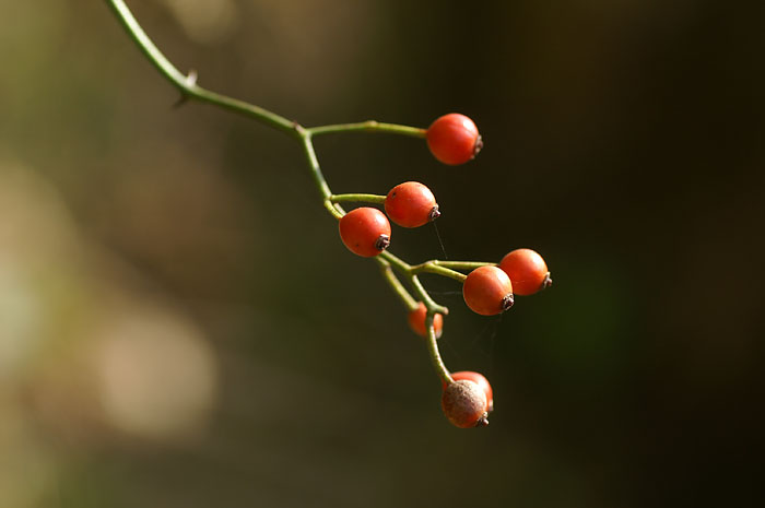 d0089024_9495641.jpg