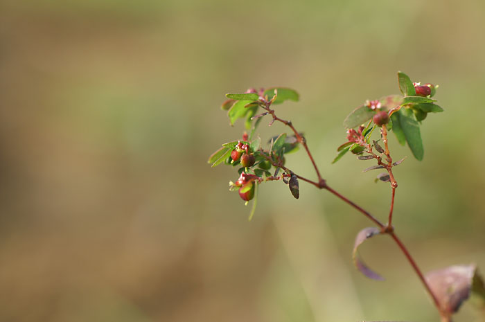 d0089024_9595417.jpg