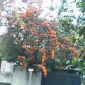 f0146828_1164853.jpg