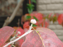 c0136736_15155185.gif