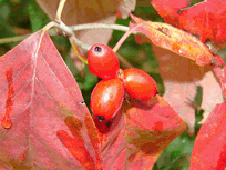 c0136736_15165042.gif