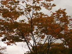 c0136736_1583837.gif