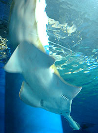d0039443_95618.jpg