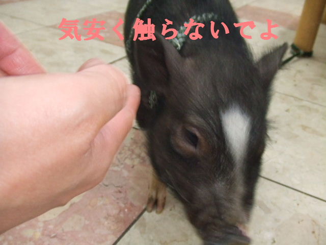 e0121548_2102955.jpg