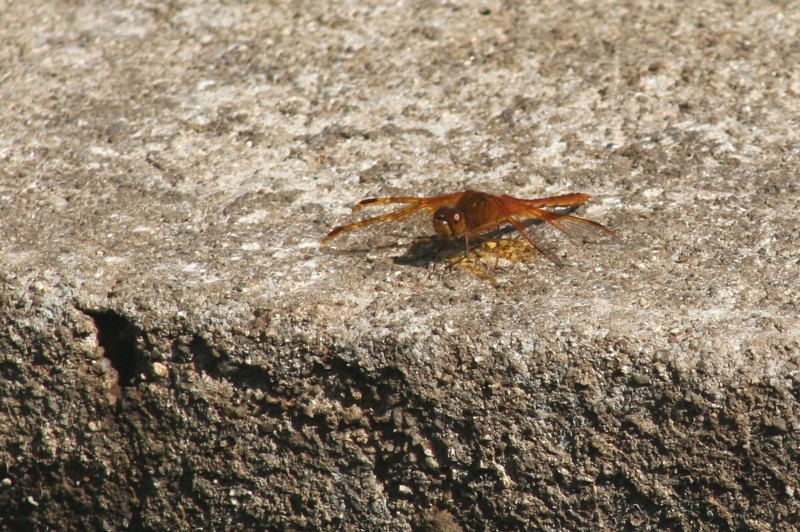 b0088772_15491642.jpg