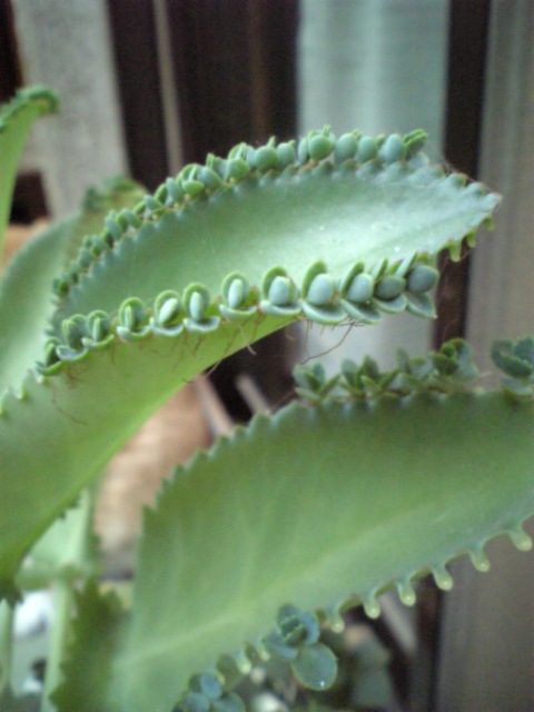 c0124776_7562482.jpg