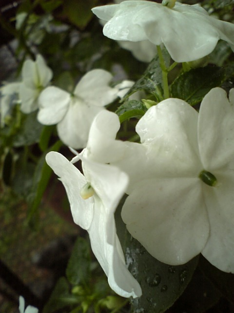 c0124776_802744.jpg