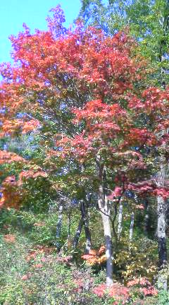 b0079206_12114635.jpg