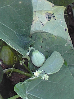 f0049813_14335311.jpg