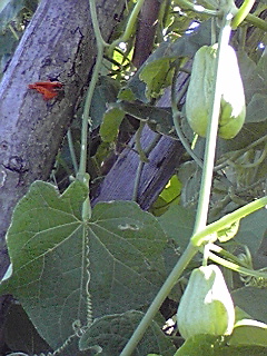f0049813_14335384.jpg