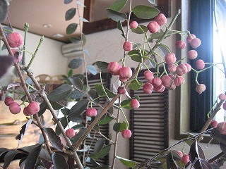 f0139520_11441467.jpg