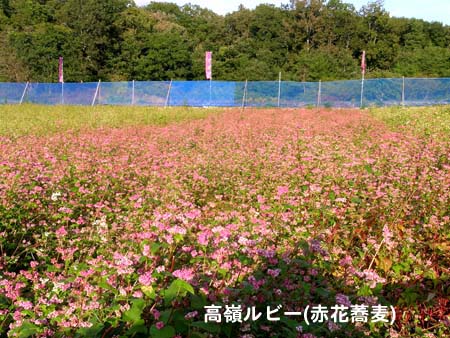 d0029829_0283411.jpg