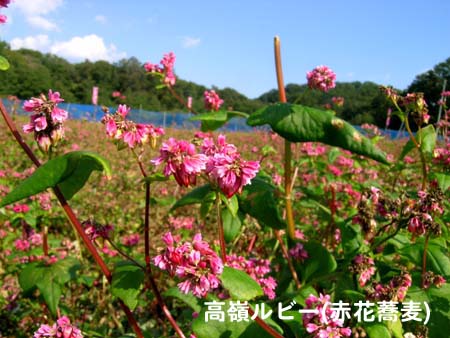 d0029829_0343614.jpg