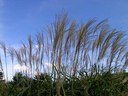 d0029829_04041100.jpg