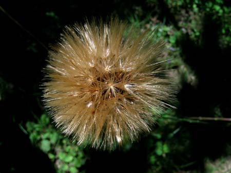 d0029829_200414.jpg