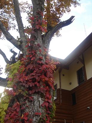 f0131535_0503339.jpg