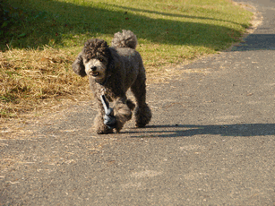c0136736_17111693.gif