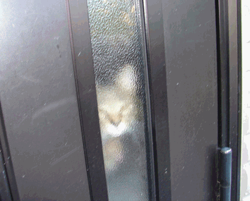 c0136736_17192750.gif
