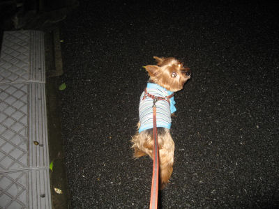 深夜の散歩!♪