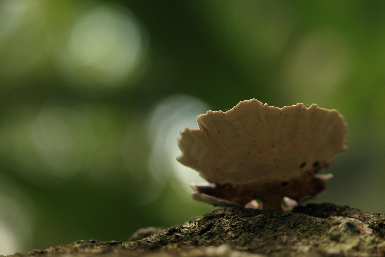 a0094850_1052980.jpg