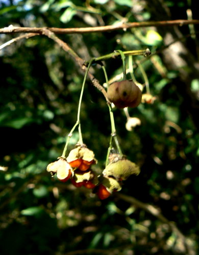d0091754_1342150.jpg
