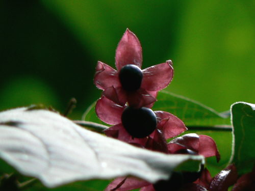 d0091754_304847.jpg