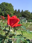 d0113561_1531189.jpg