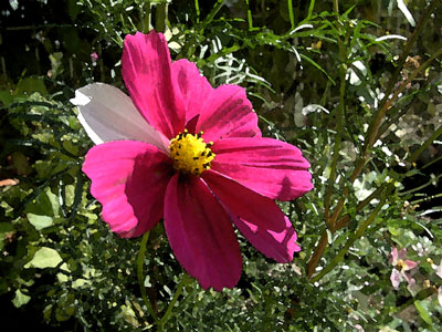 c0050264_13385648.jpg