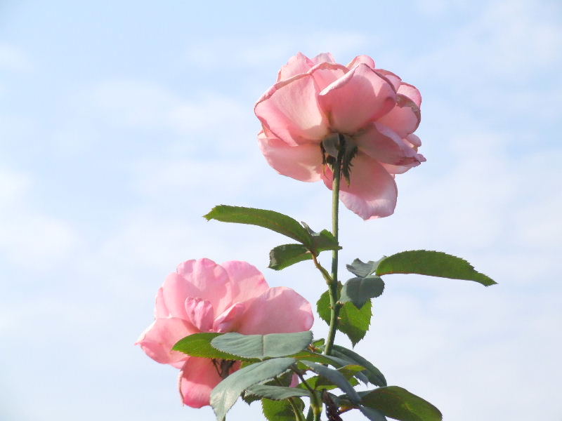 a0009666_1361539.jpg