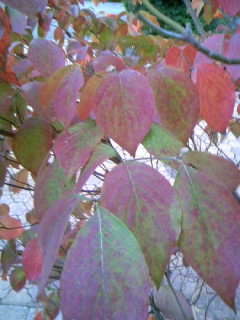 f0061067_18273138.jpg