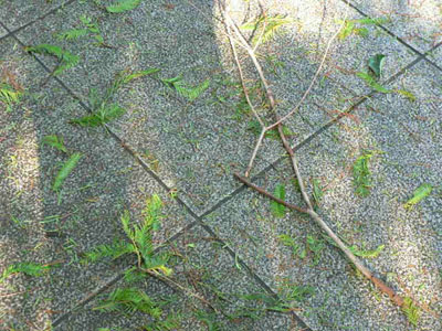 f0086169_1711995.jpg
