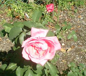 b0013376_2041898.jpg