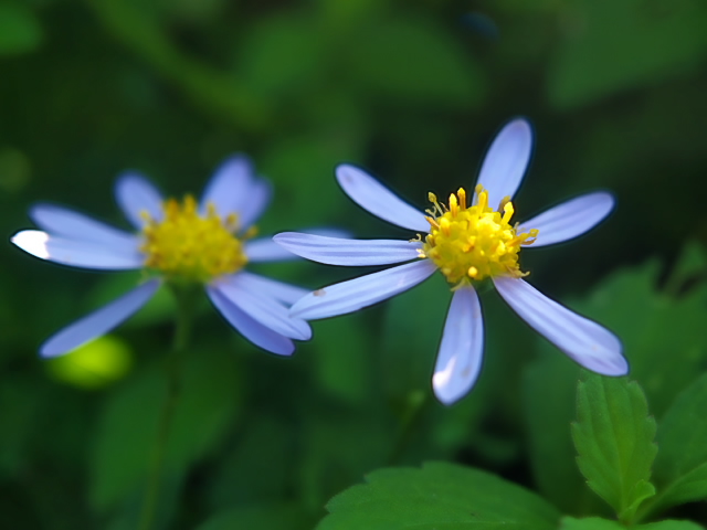 c0050380_1730890.jpg