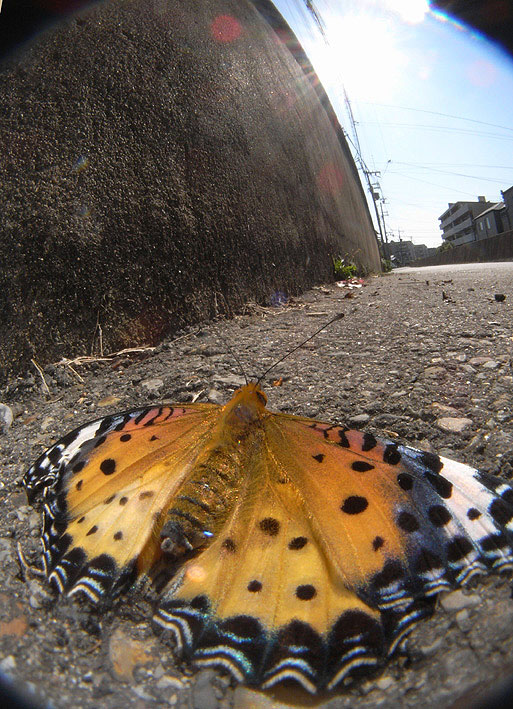 f0090680_10103640.jpg
