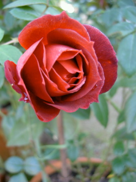 c0113883_9431731.jpg