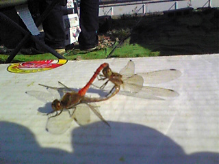 d0070007_1946657.jpg