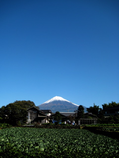 e0060517_2322894.jpg