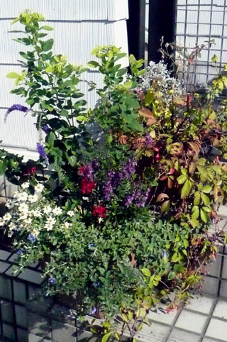 e0083517_3383191.jpg