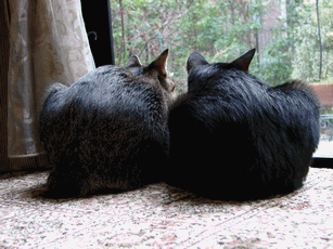 c0136736_19464974.gif