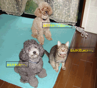 c0136736_19555516.gif